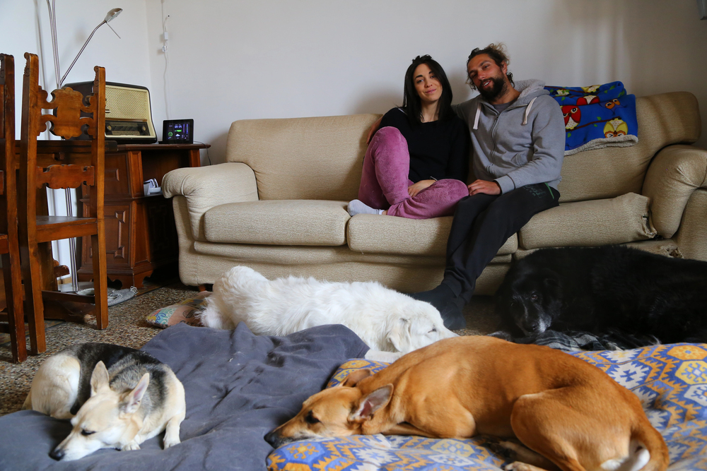 Best Carpet Cleaner for Pet Stains and Odors